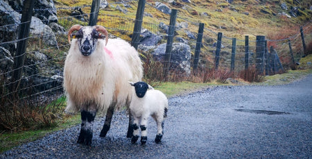 Image for Lambing Days