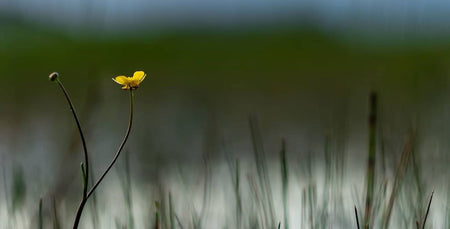 Image for Summer's Slow Close