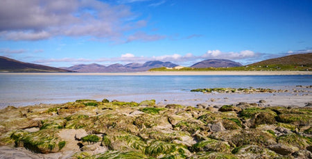 Image for A Harris Summer