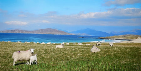 Image for Lambing and Longer Days