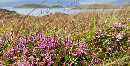 Image for Hidden In The Heather