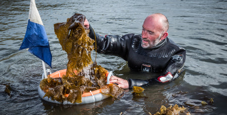 Image for A Sugar Kelp Spring
