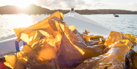 Image for Seaweed Season