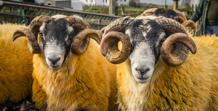 Image for The Crofting Calendar
