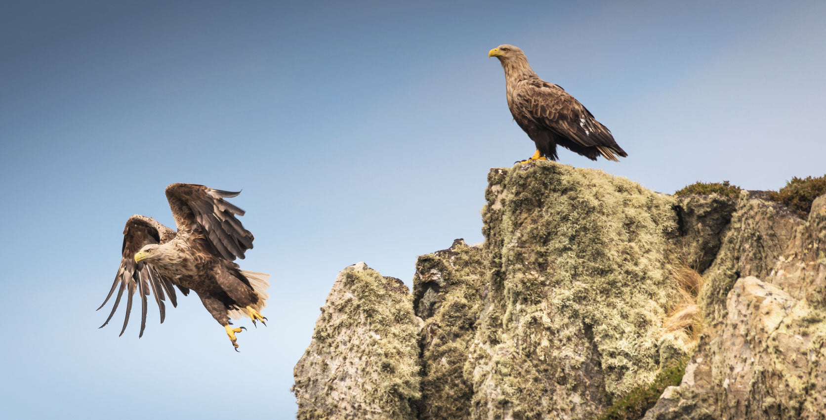 The Tale of the White Tails