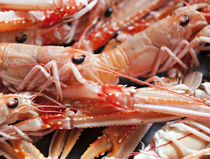 For The Love of Langoustines