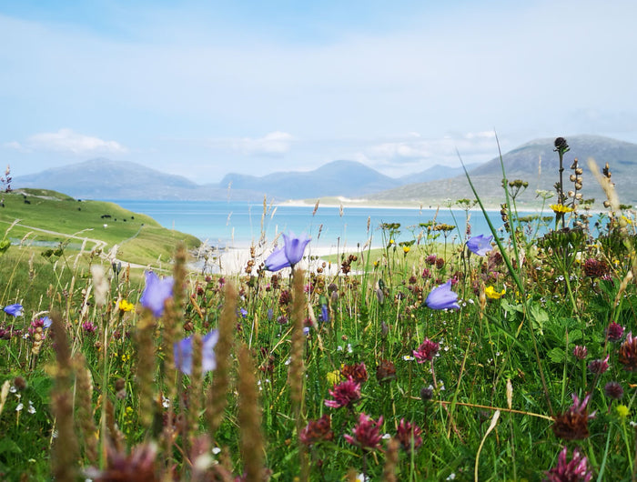 Mothers and Machair Flowers