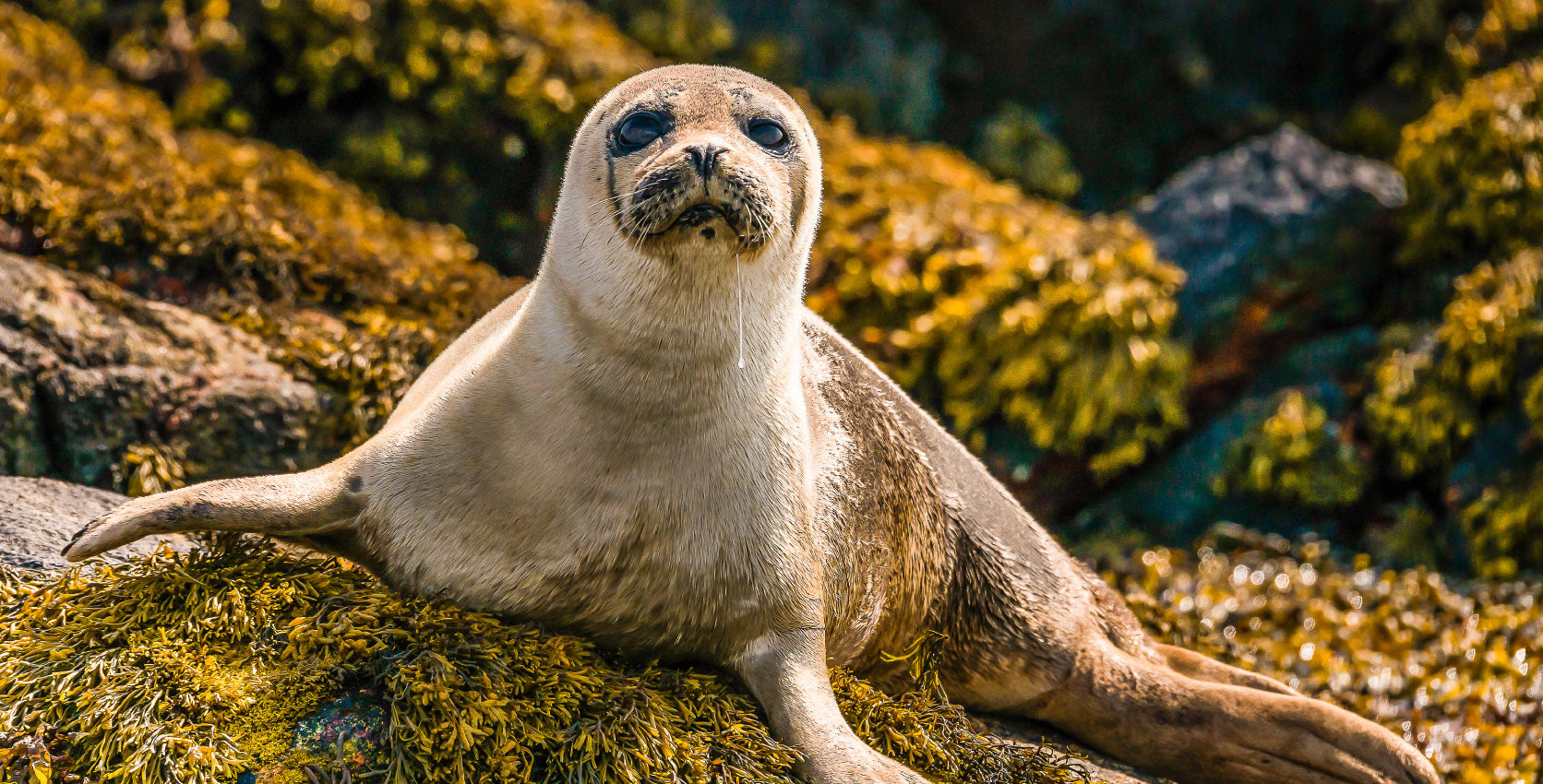 The September Sunseekers